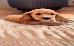 Cocker Spaniel dogs for sale: Cocker spaniel KC Registered,working type - Image 3