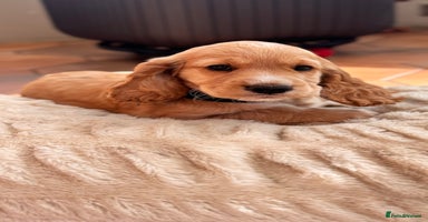 Cocker Spaniel dogs - Advert 7