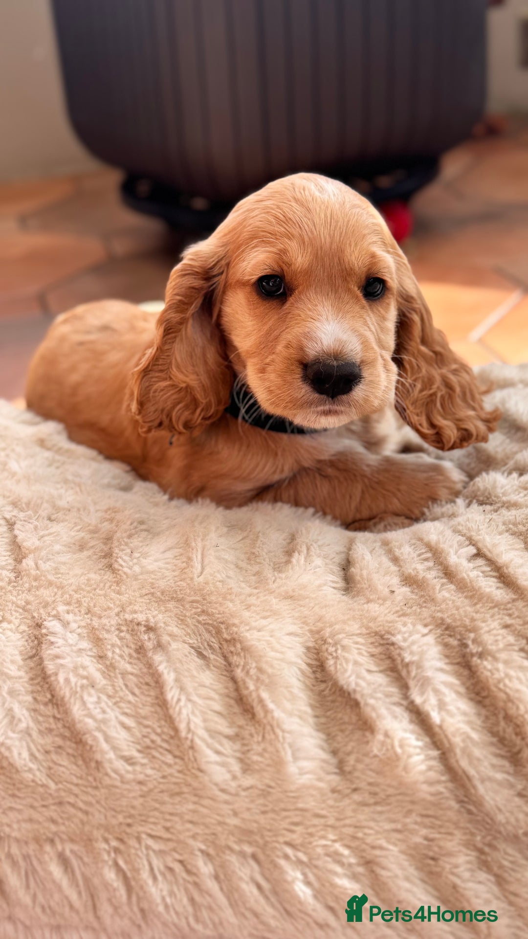 Cocker Spaniel dogs for sale: Cocker spaniel KC Registered,working type - Image 3