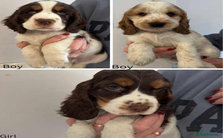 Cocker Spaniel dogs - Advert 1