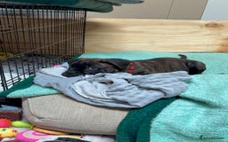 Bullmastiff dogs for sale: 🐾 KC registered bullmastiff female puppy 🐾 - Image 11