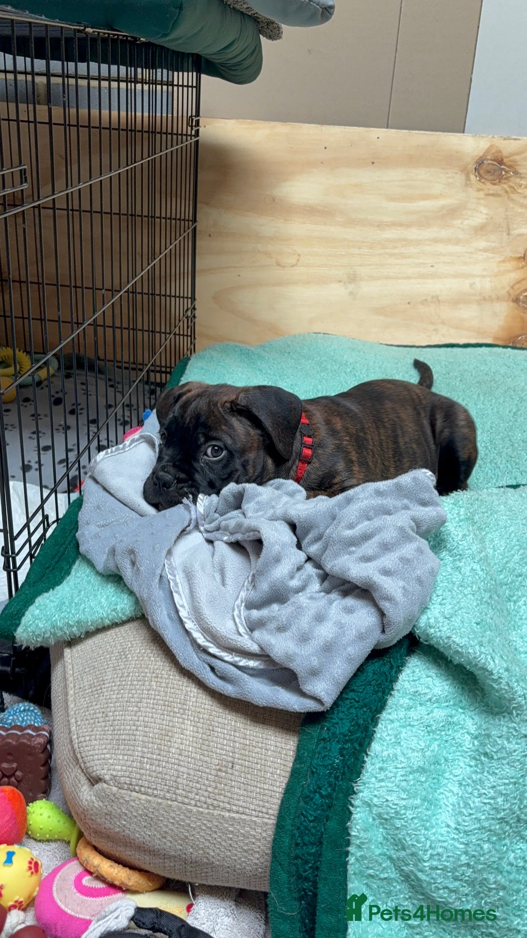 Bullmastiff dogs for sale: 🐾 KC registered bullmastiff female puppy 🐾 - Image 11