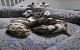 Miniature Dachshund dogs for sale: Stunning Miniture Dachshund pups for sale - Advert 16