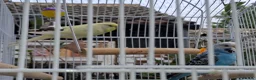 Budgerigars birds for sale: 2 female budgies, 1 yellow,   in Castleford - Advert 4
