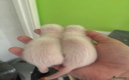 Ferret rodents for sale: Ferret kits available  - Image 4