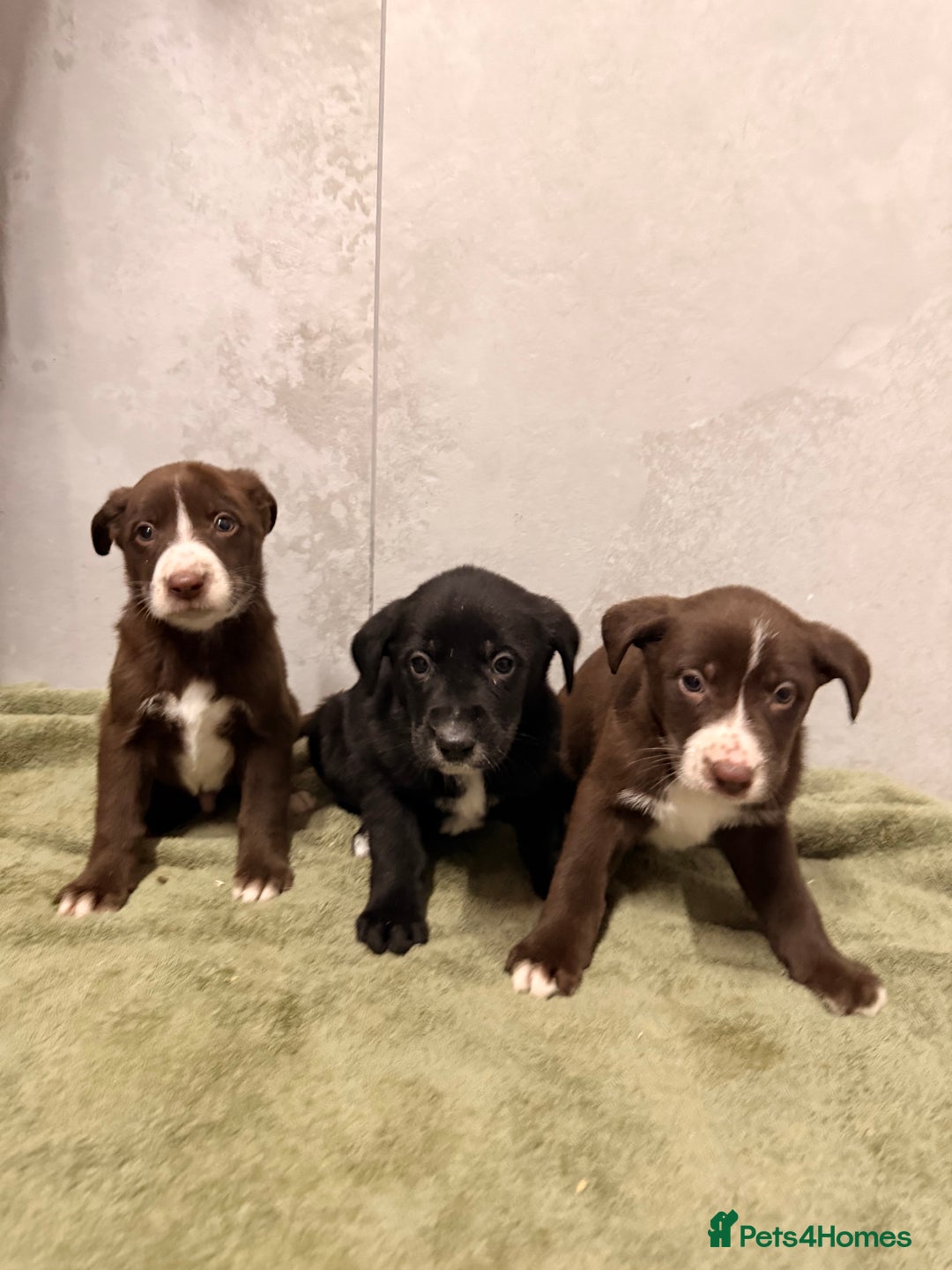 Mixed Breed dogs for sale: SURPRISE SURPRISE  - Advert 5