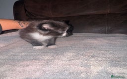 Mixed Breed cats for sale: 5 beautiful kittens mother part ragdoll - Image 13