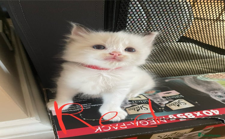 Ragdoll cats - Advert 1