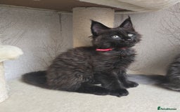 Maine Coon cats for sale: Maine Coon Kittens Polydactyl Russian line - Image 6