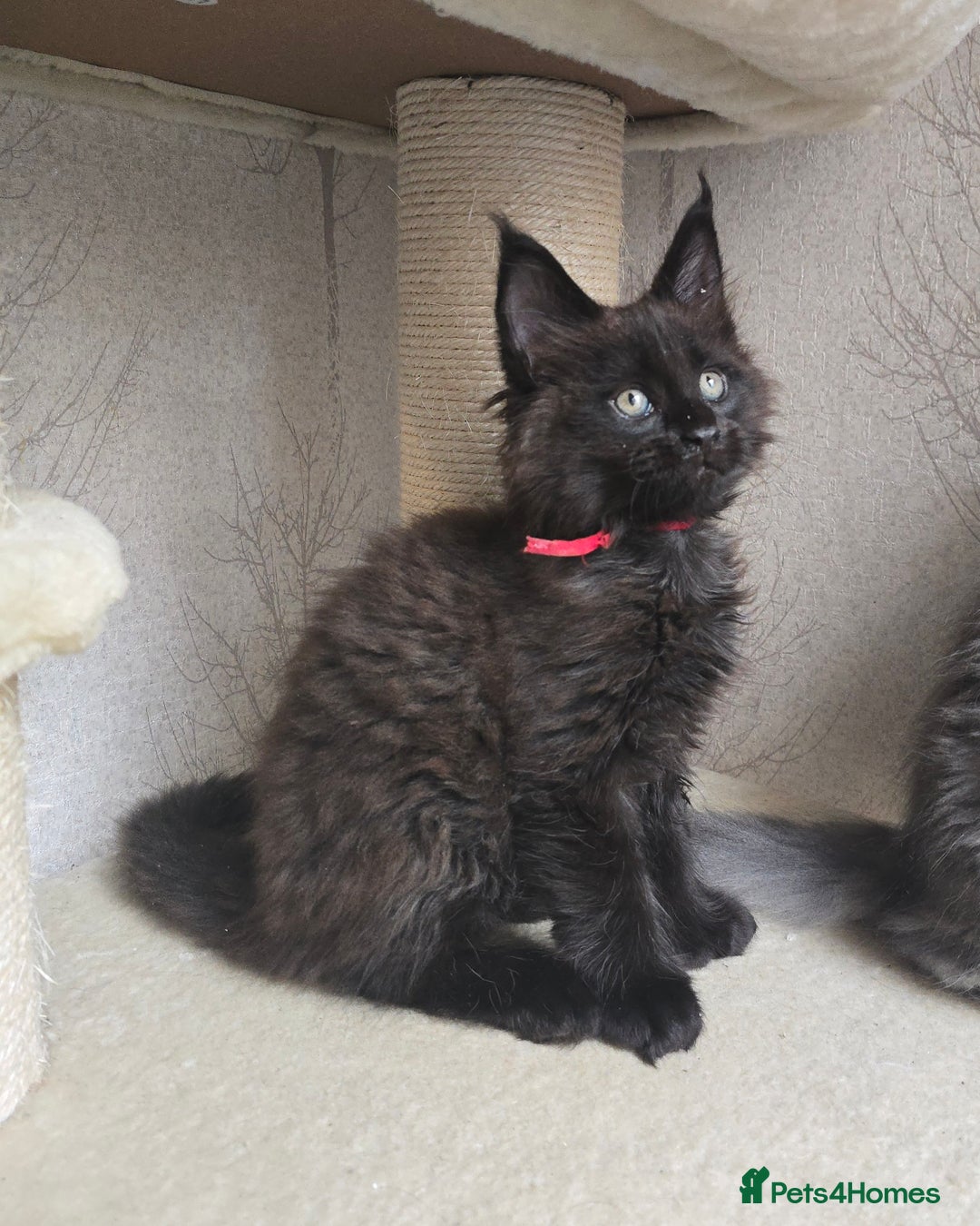 Maine Coon cats for sale: Maine Coon Kittens Polydactyl Russian line - Image 6