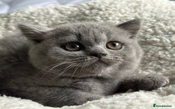 British Shorthair cats for sale: Pedigree British Shorthair Kittens - Image 22