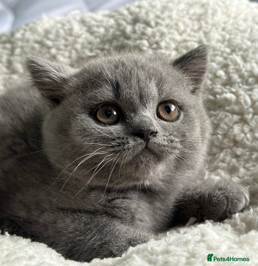 British Shorthair cats for sale: Pedigree British Shorthair Kittens - Image 22