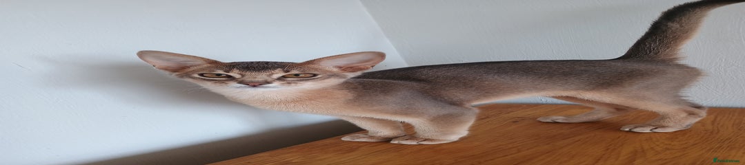 Abyssinian Kitten 3