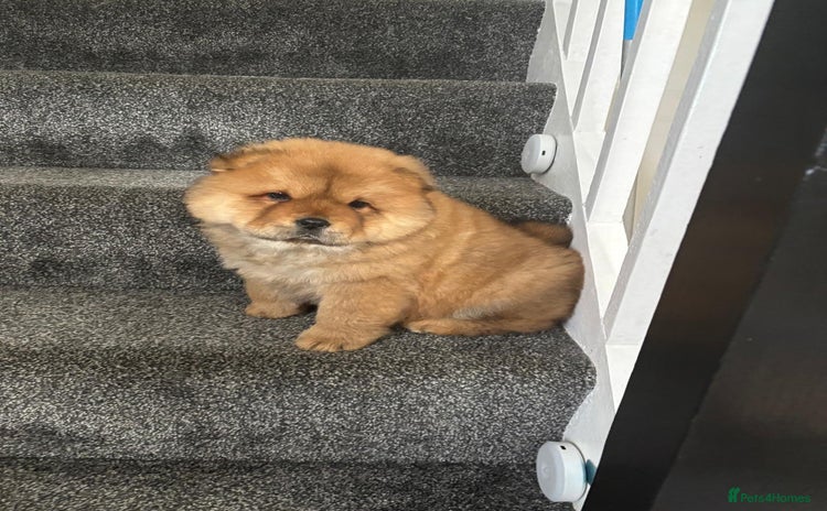 Chow Chow dogs - Advert 1