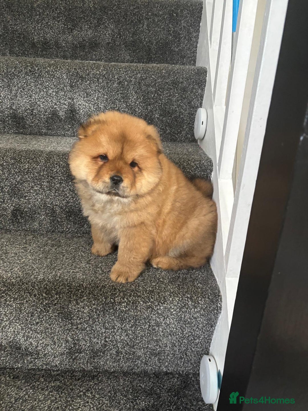 Chow Chow dogs for sale: Gorgeous chow chow girl  - Image 1