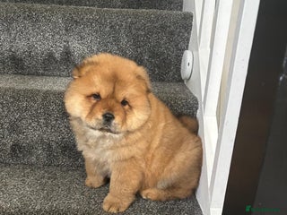 Chow Chow dogs - Advert 16