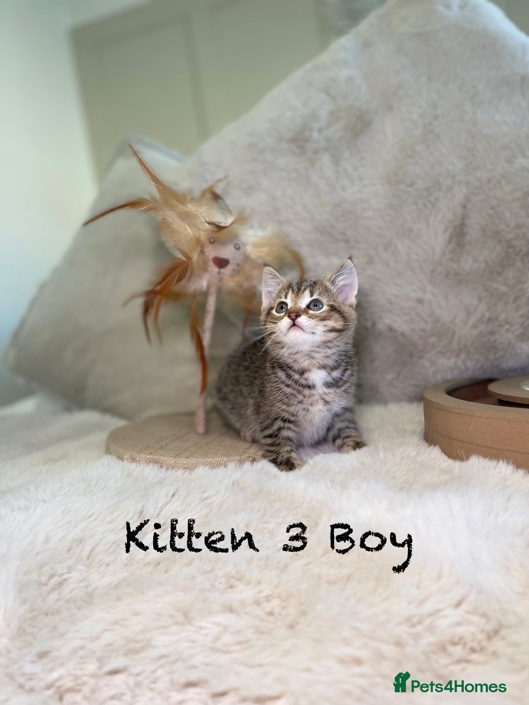 Mixed Breed cats for sale: Stunning kittens ready now  - Advert 24