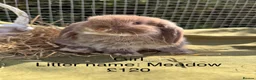 Mini Lop rabbits for sale: Mini lop babies! Lots of colours!  - Advert 7