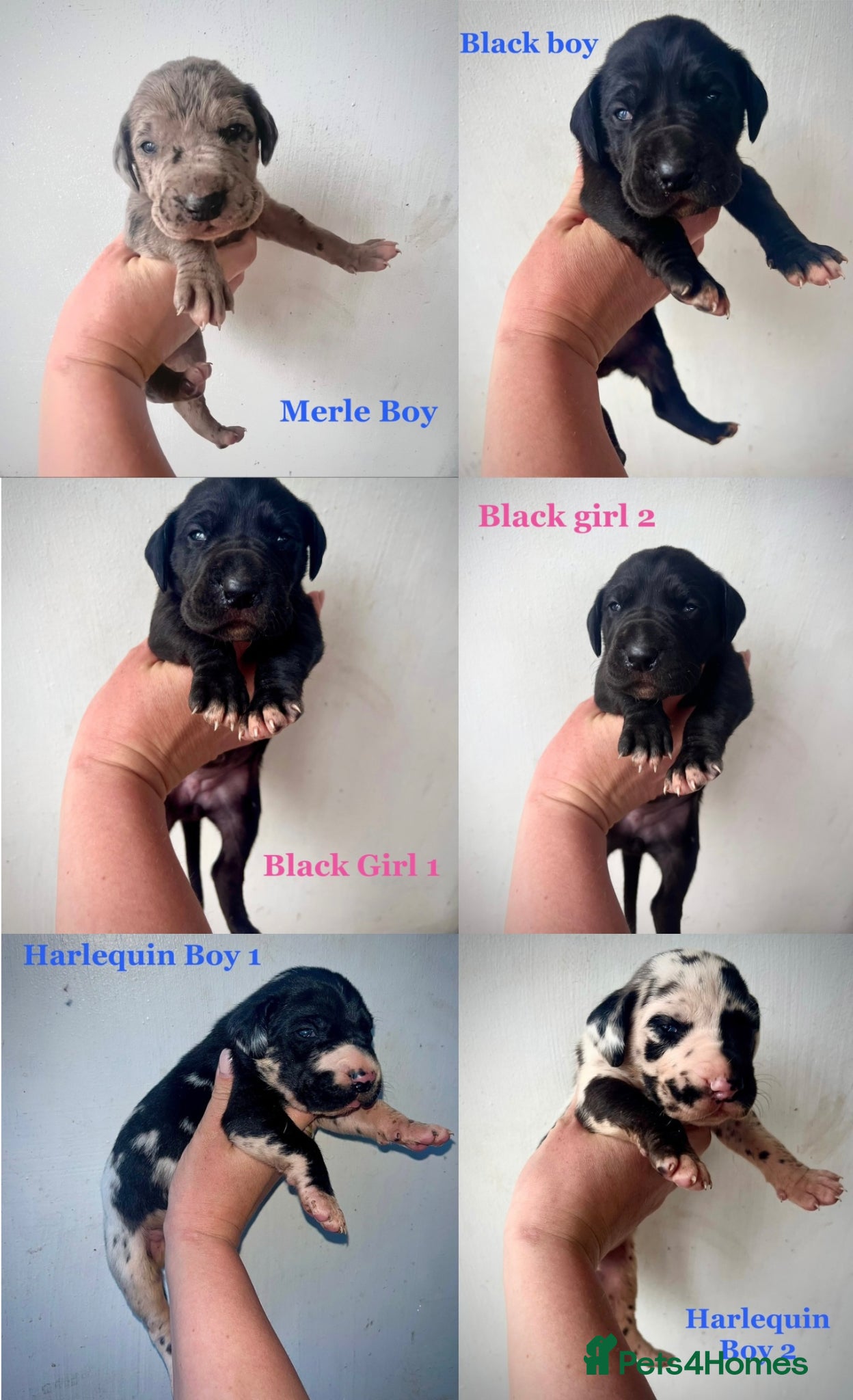 Great Dane dogs Stunning Great Dane puppies  - Advert 1