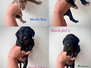 Great Dane dogs Stunning Great Dane puppies - Advert 1