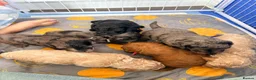 Cockapoo dogs for sale: Gorgeous Rainbow Litter of Teddy Bear Puppies! 🐾 in Huddersfield - Advert 7