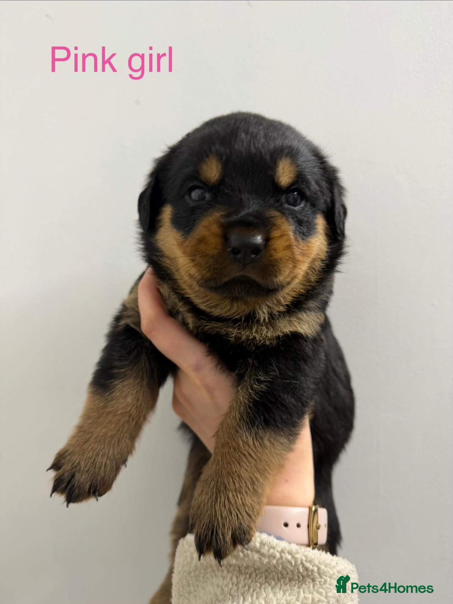 Rottweiler dogs Rottweiler Puppies For Sale - Advert 11