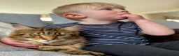 Maine Coon cats for sale: Fluffy picture perfect Maine Coon kittens in Tarporley - Advert 27