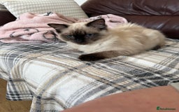 Ragdoll cats for sale: Seal point ragdoll girl GCCF registered - Image 13