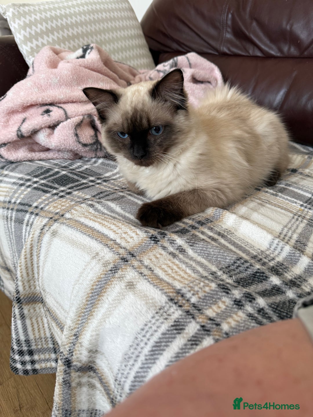 Ragdoll cats for sale: Seal point ragdoll girl GCCF registered - Image 13