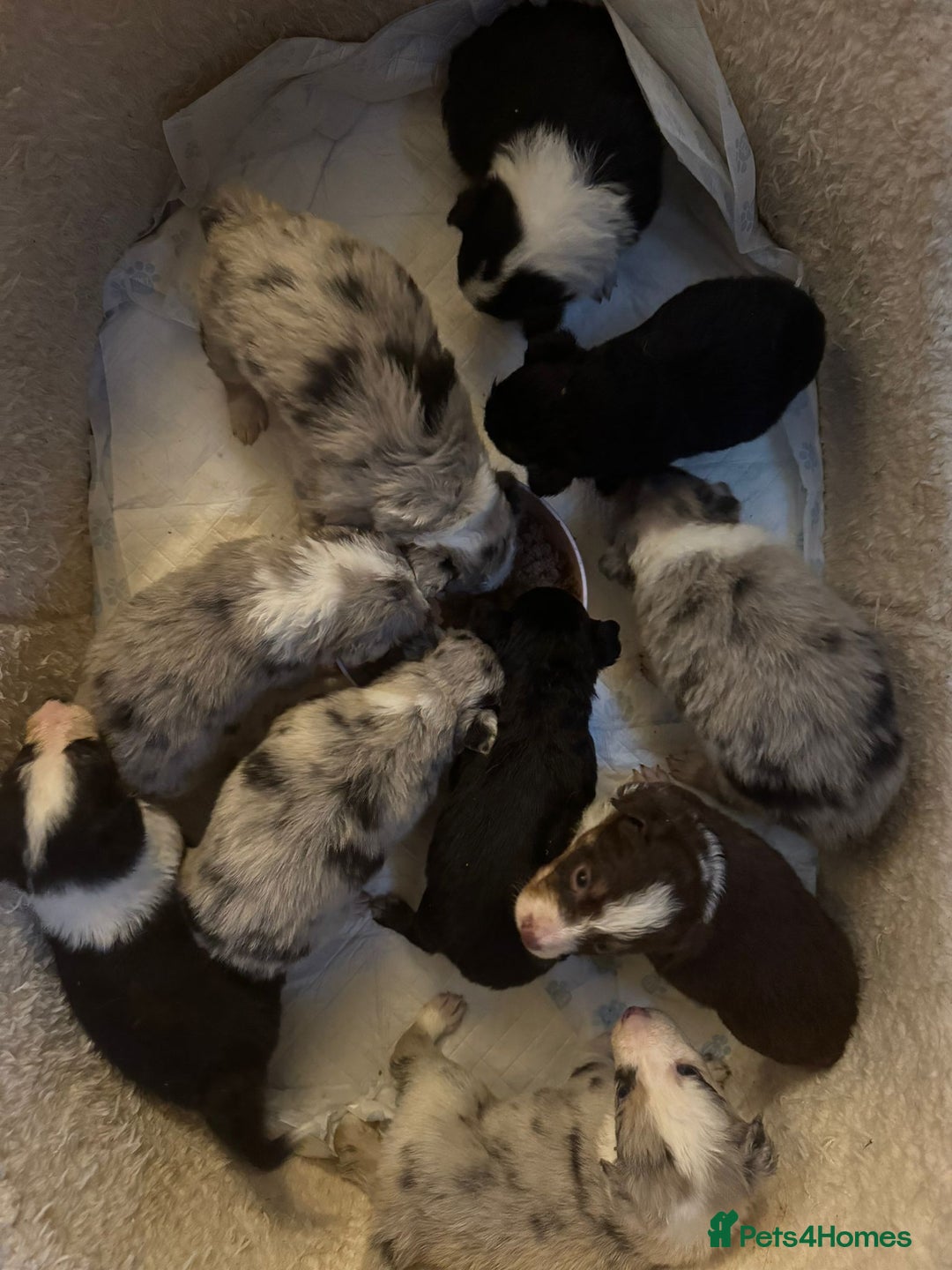 Border Collie dogs for sale: REDUCED BORDER COLLIE PUP  - Advert 5