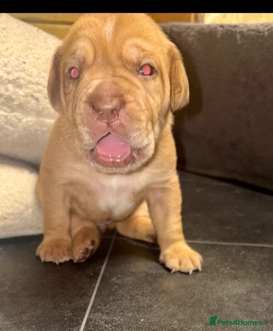 Mastiff dogs for sale: Mastiff hybrids  in Lancing - Advert 20