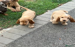 Cocker Spaniel dogs for sale: LAST 3 GIRLS ⭐️⭐️⭐️⭐️⭐️CH BLOODLINES  - Image 9