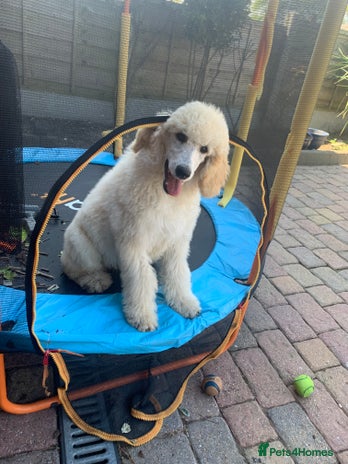 Standard Poodle dogs - Advert 6