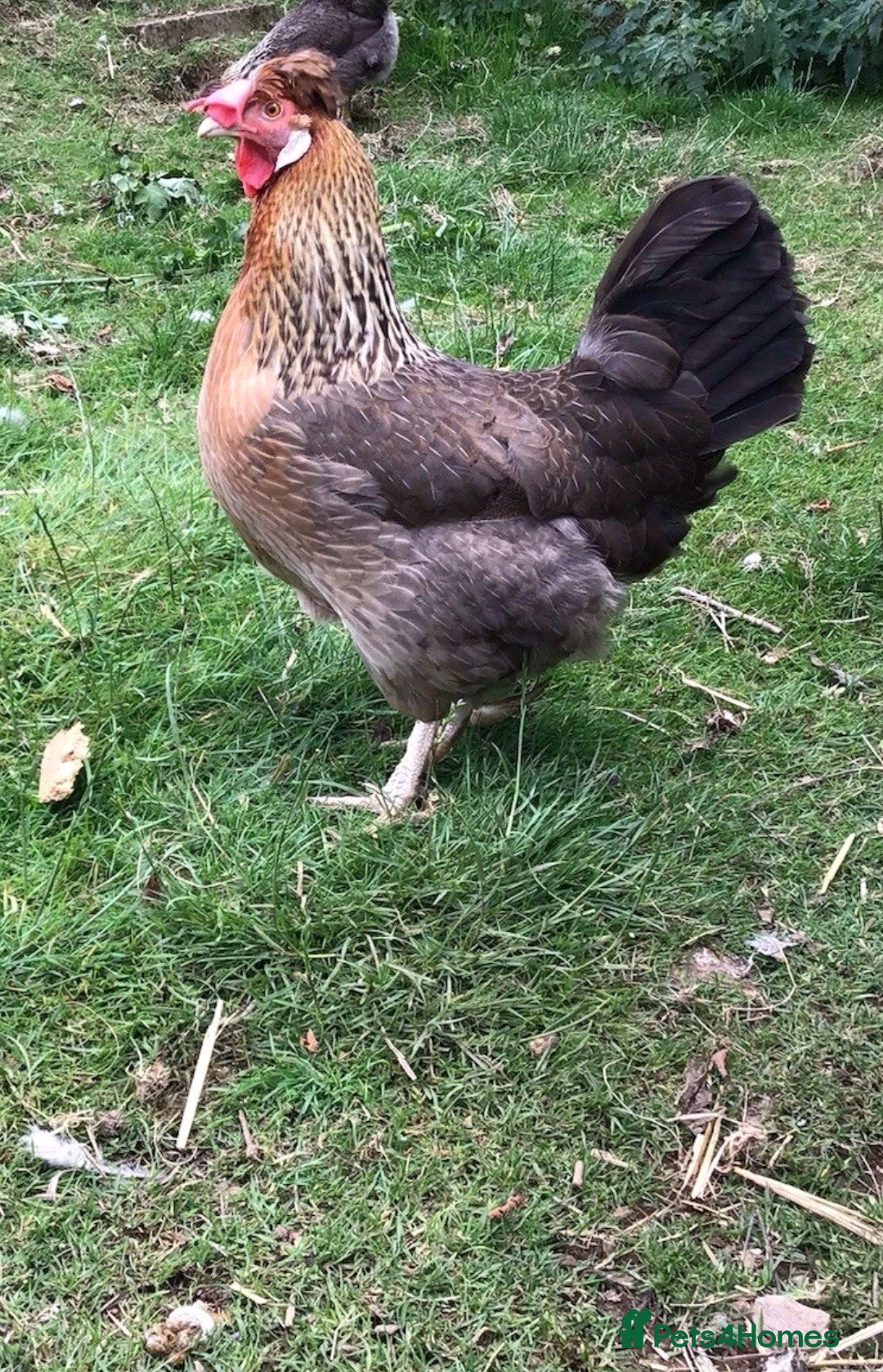 Chickens poultry for sale: Chickens- Wyandotte, Orpington, Legbar, Blue egger - Advert 6