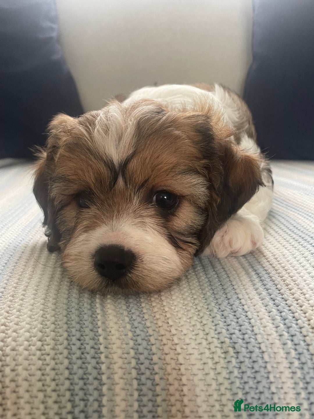 Cavachon dogs for sale: Cavachon puppies  - Image 7