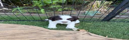 Cocker Spaniel dogs for sale: 8 Beautiful Working Cocker Spaniel Puppies  - Advert 15