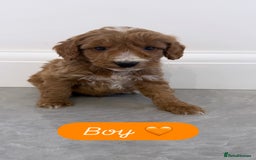 Cockapoo dogs for sale: Cockapoo puppies looking for homes 🏠  - Image 6