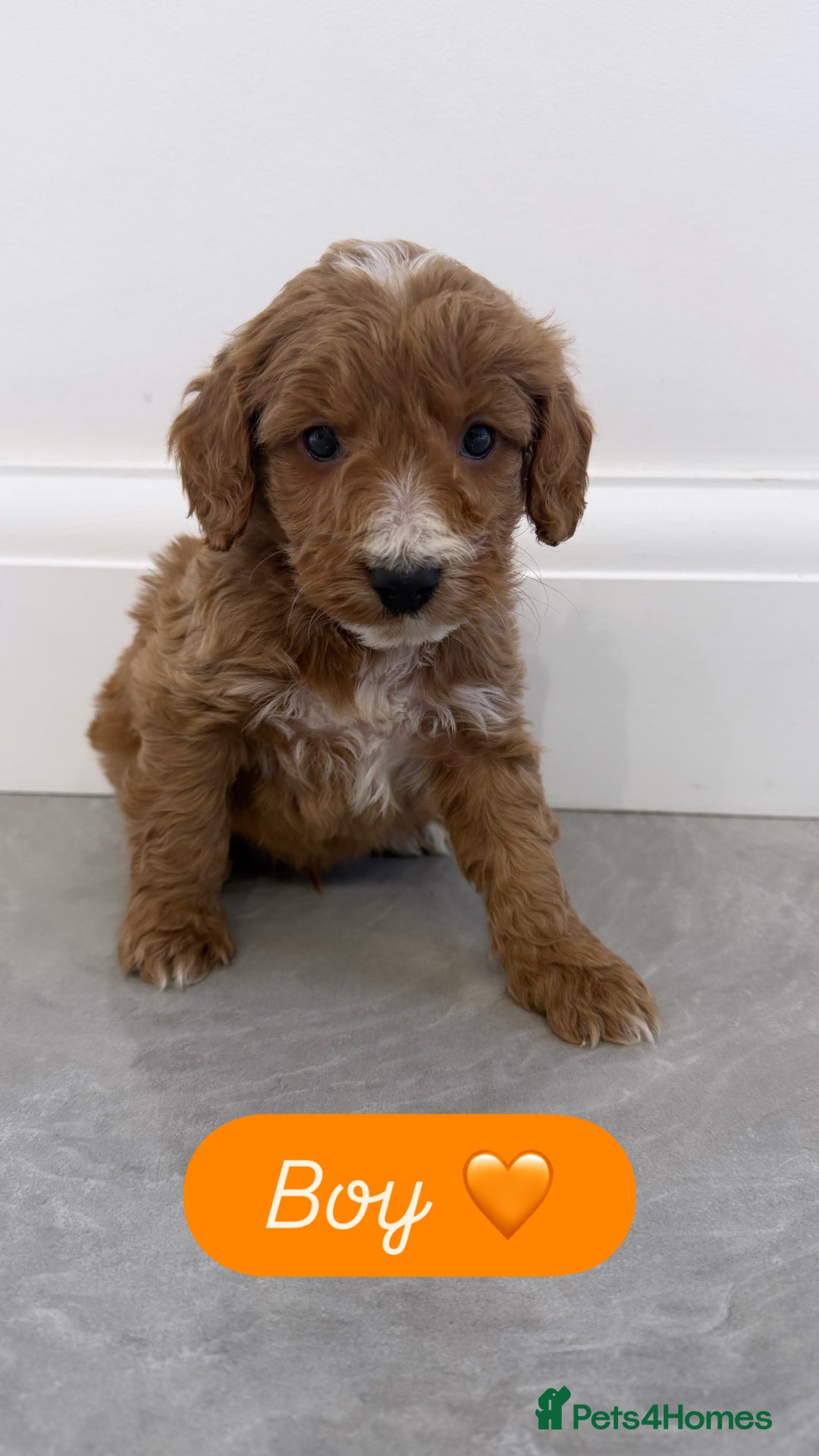 Cockapoo dogs for sale: Cockapoo puppies looking for homes 🏠  - Image 6