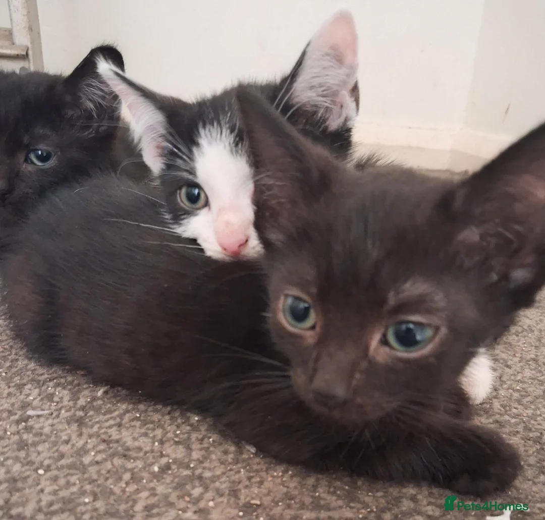 Mixed Breed cats for sale: 3 beautiful playful kittens for sale - Advert 1