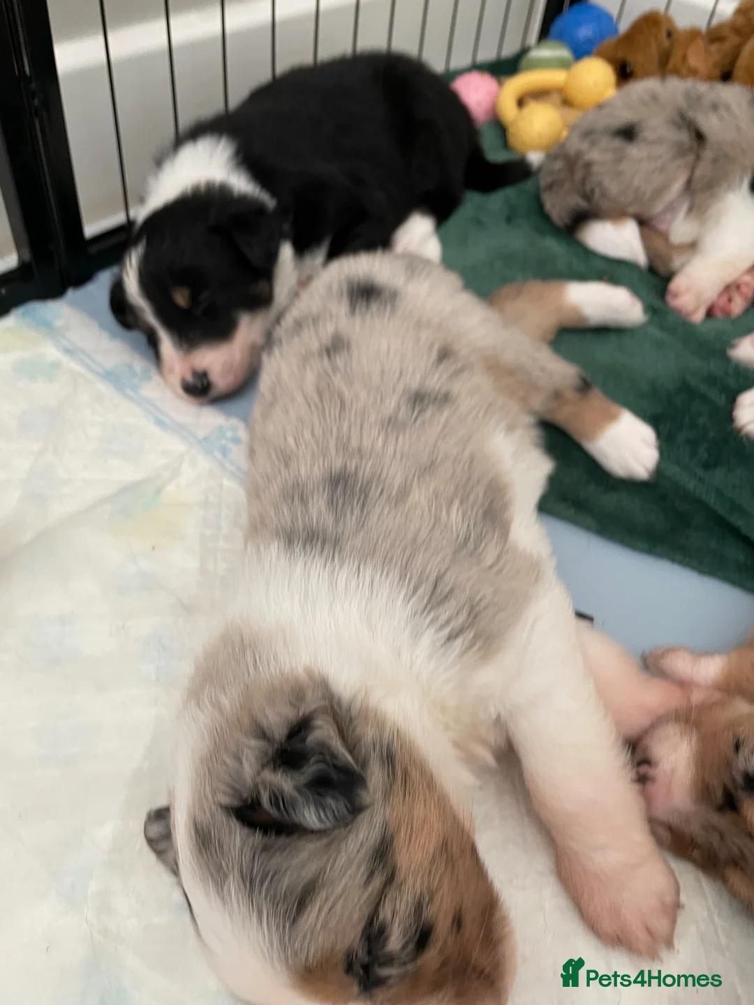 Australian Shepherd dogs for sale: Australian Shepherd Dogs  - Advert 35