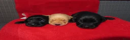Labrador Retriever dogs for sale: 7 KC lab pups out of a FTCH - Advert 9