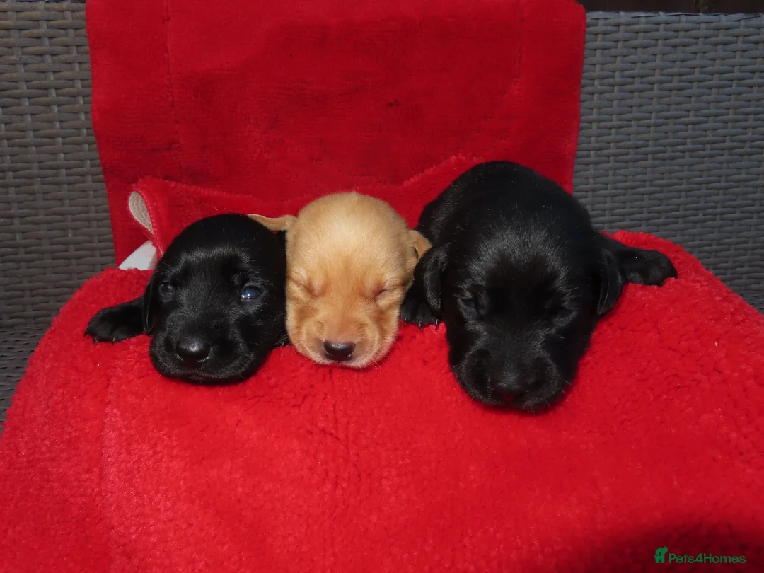 Labrador Retriever dogs for sale: 7 KC lab pups out of a FTCH - Advert 9