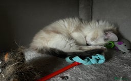 Ragdoll cats for sale: Ragdoll 7 month old Lynx Bicolour - Image 3