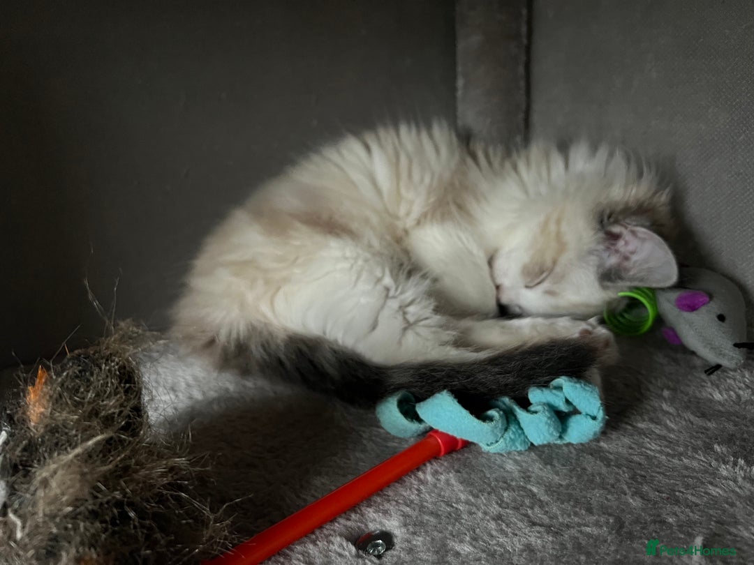 Ragdoll cats for sale: Ragdoll 7 month old Lynx Bicolour - Image 3