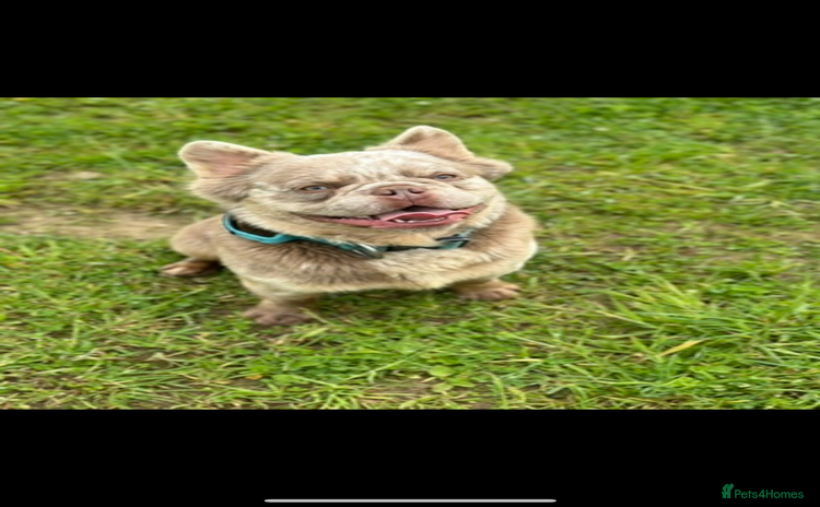 French Bulldog dogs for sale - Advert 4