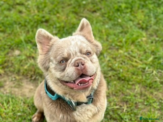 French Bulldog dogs - Advert 25