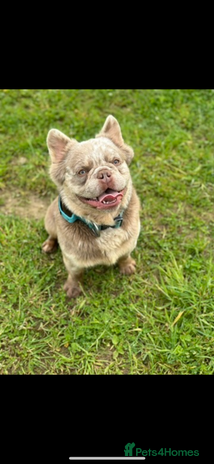 French Bulldog dogs - Advert 9