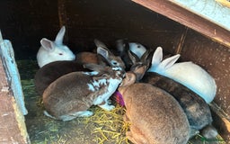 Rex rabbits for sale: Velvet Rex and standard Rex handled often - Advert 6