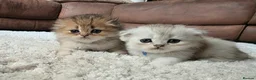 Munchkin cats for sale: Scottish Kilts ( MUNCHKIN FOLD) kittens 😸  in Gloucester - Advert 5