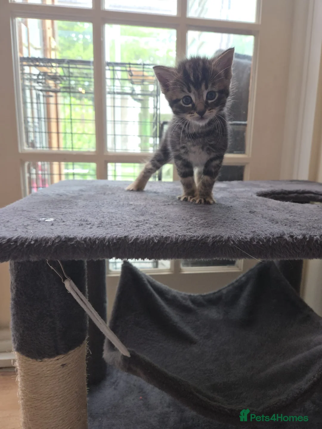 British Shorthair cats for sale: Kittens for sale in Fareham - Advert 2